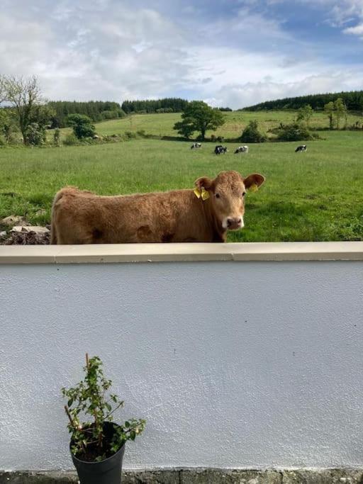 Toms Cottage Longford Zewnętrze zdjęcie